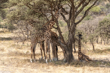 Family of giraffe with cub at Serengeti National Park Tanzania during dry season.