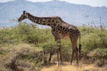 Giraffe eating at Serengeti National Park Tanzania during dry season.