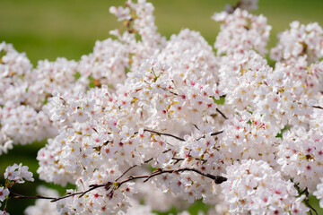 Flowering tree branch with white flowers. Spring background. Blooming tree branches white flowers and blue sky background, close up. Cherry blossom, sakura garden, spring orchard, spring sunny day.