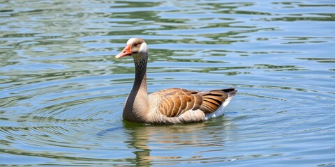Egyptian Goose Alopochen aegyptiaca in Water, nature photography, bird
