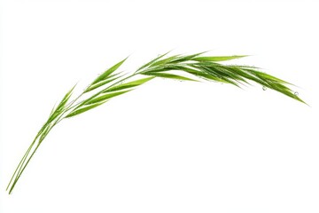 Obraz premium Fresh Green Grass with Water Drops
