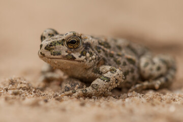 green toad, bufotes, viridis, amphibian, tailless, juvenile, toad, green dots, closeup, macro, amphibian, toad, isolated, closeup, wild