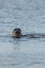Fototapeta premium common seal, phoca vitulina, head above water, floating, in water, sticking head out of water, taking in air, vertical, photo