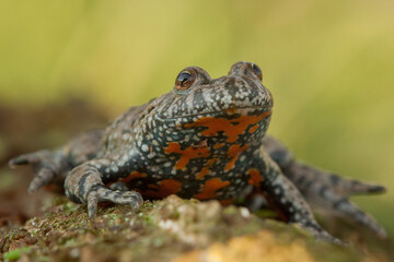 fire-bellied toad, bombina bombina, bombina, frog, toad, red, belly, color, frog skin, perspective, green, background, amphibian