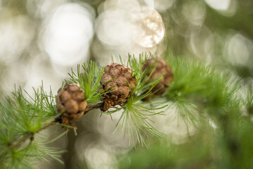 larch twig, cones, needles, against the light, bokeh, background, beautiful, spring, analog, photo