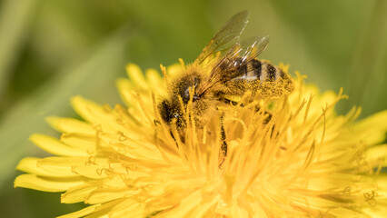 bee collecting pollen from a flower, apis, melifera, mellifera, bee, honey, honeybee, immersed in flower petals