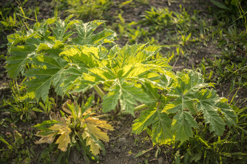 hogweed, heracleum, pine, invasive species, plant, leaves, young, shape, appearance, spring, growing