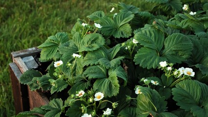 Strawberry plant bushes in the Wooden High Warm Garden Bed. Elevated Raised Bed for growing plants...