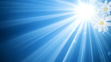 Fototapeta premium Sunbeams Illuminate White Daisies in Blue Sky