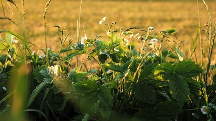 Blooming wild strawberry plant close-up. Lots of white flowers of flowering strawberries in pots of home garden. Growing of berries. Green leaves of blossoming bushes. Summer beauty in nature