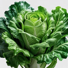 green cabbage on the market