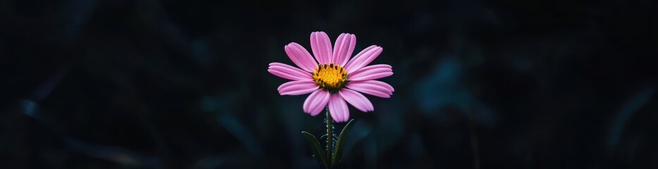 Single pink flower with yellow center against dark background.