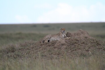 Cheetah Resting on a Termite Mound in the Savannah, Serengeti, Tanzania, Africa