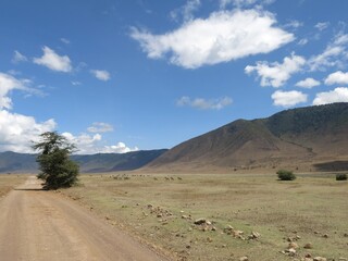 Dusty Road Through Ngorongoro Crater with Distant Wildlife