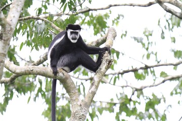 Black-and-White Colobus Monkey Resting on Tree Branch, Uganda, Africa