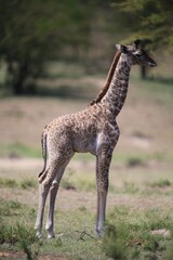 Young Giraffe Standing Tall in the Savannah, Serengeti National Park, Tanzania, Africa