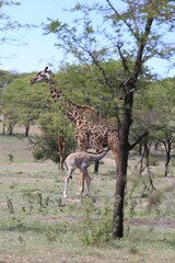 Giraffe Mother and Calf in the African Savannah, Serengeti National Park, Tanzania, Africa