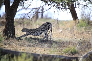 Cheetah Stretching in the Shade of a Tree, Serengeti National Park, Tanzania, Africa