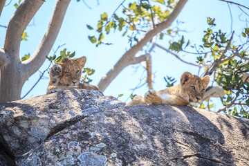Two Lion Cubs Relaxing on a Rocky Outcropping, Serengeti National Park, Tanzania, Africa