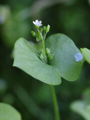 Claytonia perfoliata, commonly known as miner's lettuce, rooreh, Indian lettuce or winter purslane, flowering plant from Finland