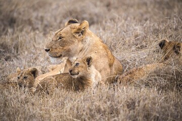 Lioness and Cub Resting in the Tall Grass, Ngorongoro Conservation Area, Tanzania, Africa