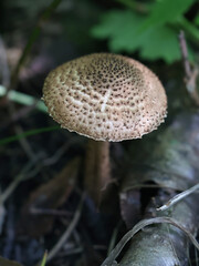 Lepiota echinacea, also called Echinoderma echinaceum, dapperling mushroom from Finland, no common English name