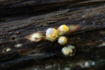 Sphaerobolus stellatus, commonly known as the cannon ball fungus