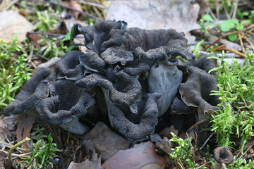 Craterellus cornucopioides, known as the Horn of plenty, black chanterelle  or trumpet of the dead,...