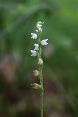 Creeping Lady's Tresses, Goodyera repens, also known as Dwarf rattlesnake plantain or Lesser rattlesnake plantain, wild orchid from Finland