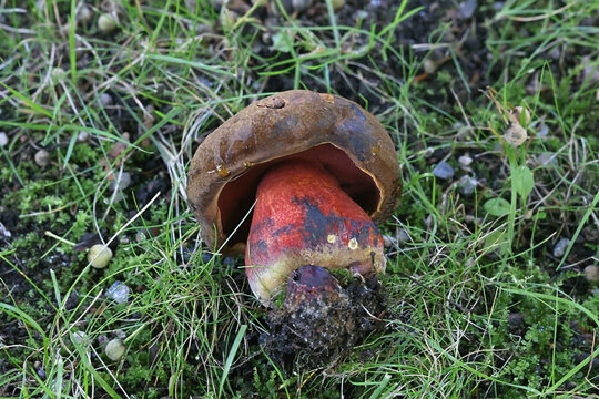 Neoboletus luridiformis, also called Boletus luridiformis, known as scarletina bolete, wild fungus from Finland