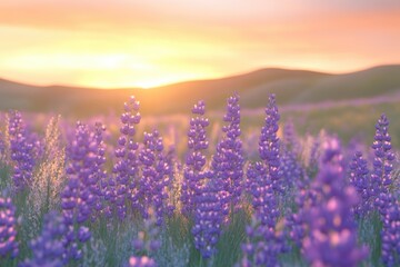 Obraz premium Sunset illuminates a field of vibrant purple lupine flowers, creating a serene and picturesque landscape.