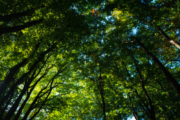 Forest background. Green leaf backdrop. Nature leaf background. Green leaf forest greenery background. Green in forest. Green plants backdrop. Nature leaf on greenery blurred.