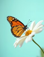 Monarch Butterfly on a Delicate Daisy, a Beautiful Spring Scene