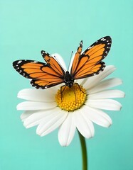 Obraz premium Monarch Butterfly on a Daffodil Against a Teal Background
