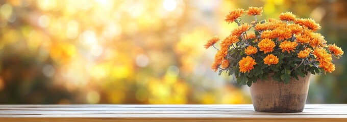 Orange chrysanthemum flowers in a pot on a wooden surface with a blurred autumnal background.