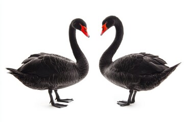 Obraz premium Two Black Swans in a Heart Shape