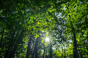 Green leaf at summer banner. Environment ecology or greenery wallpaper. Green leaf background. Nature background. Blurred background of leaves. Leaf foliage nature green background.