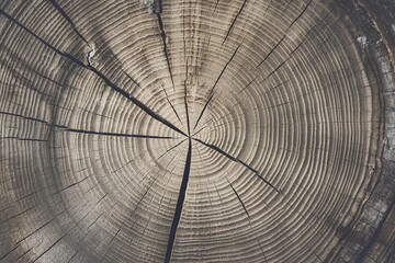 Fototapeta premium A close-up view of a tree trunk's cross-section