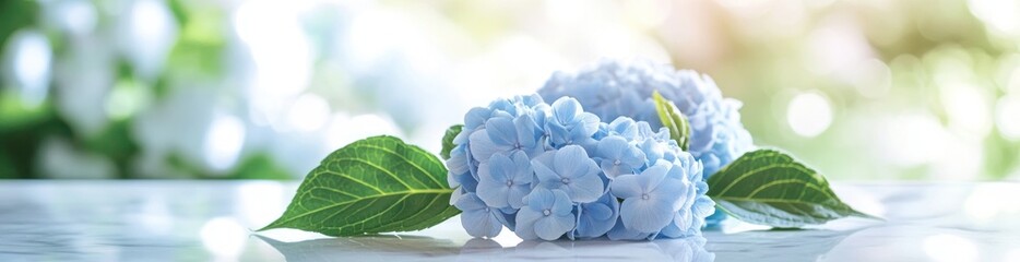 Two light blue hydrangeas with green leaves on a white surface, soft blurred background.