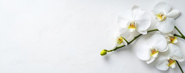 A delicate arrangement of white orchids on a clean, minimalist background, showcasing elegance and beauty in floral design.
