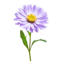 on transparent background.