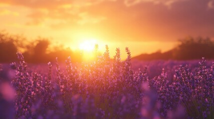 Lavender Sunset: A breathtaking sunset casts a warm, golden glow over a vast field of vibrant purple lavender, creating a serene and romantic atmosphere.