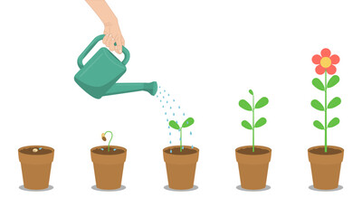 Hand's holding watering can is watering five step plant grow from seedling to flower. Vector Illustration