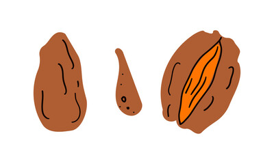 Illustration on theme big colored set different types of date fruit for healthy life. Date fruit pattern consisting of collection accessory at healthy lifestyle. Fruit dates is symbol healthy meal.