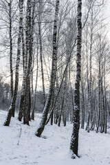 Sunbeams shining through snow-covered birch branches in a birch forest after a snowfall on a winter.