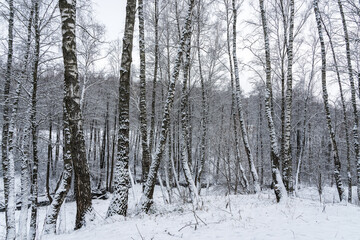 Birch grove after a snowfall on a winter cloudy day. Birch branches covered with snow.