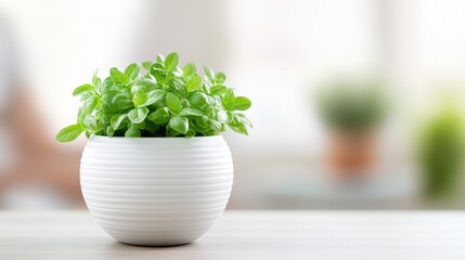 Fototapeta premium A vibrant green plant in a white pot, set on a light wooden surface, brings a fresh and lively touch to a bright, airy space.