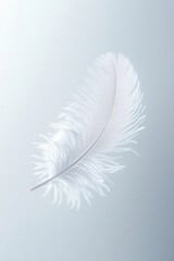 Obraz premium Single white feather floating on light blue background