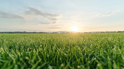 Fototapeta premium Sunset over lush green field, peaceful landscape (1)