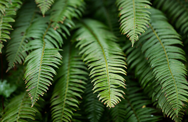 Beautiful big fern with green leaves. Natural background outside in the forest, garden or park. Calm atmosphere with natural textures